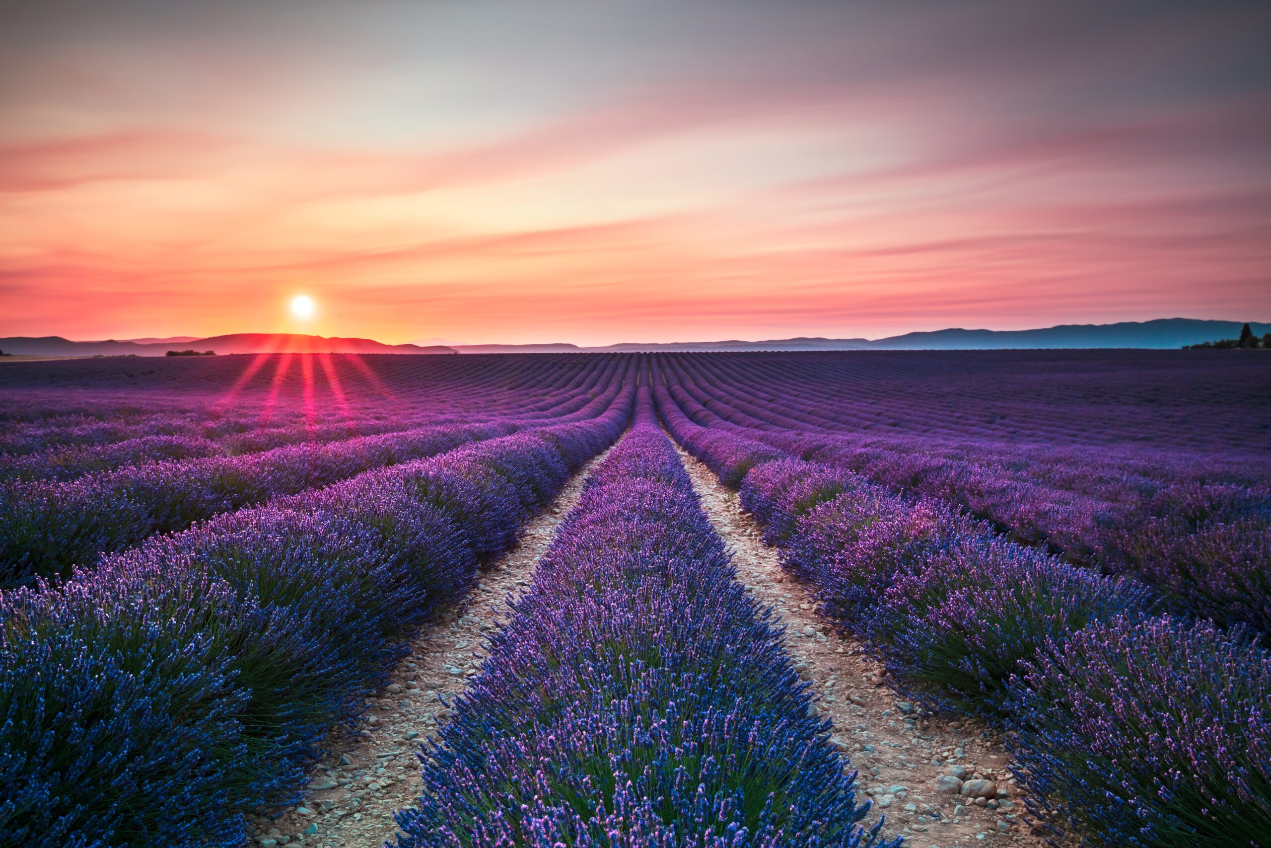 Lavender Flower Blooming Scented Fields in Endless Rows on Sunset. Valensole Plateau Provence France Europe.