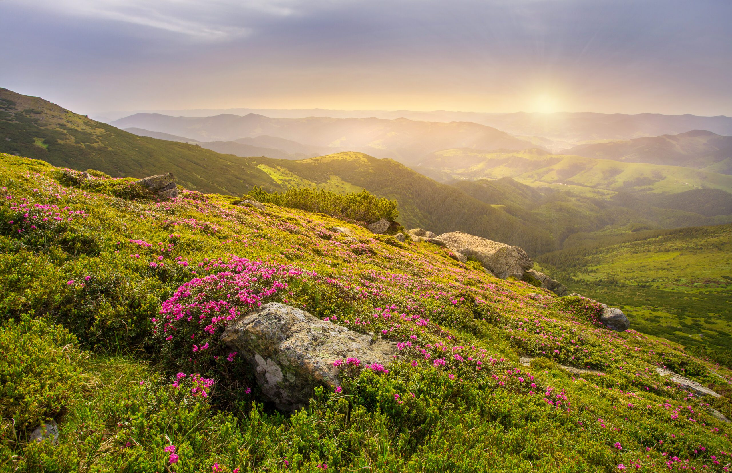 Spring Landscape in Mountains With Flower of a Rhododendron and the Morning Sun